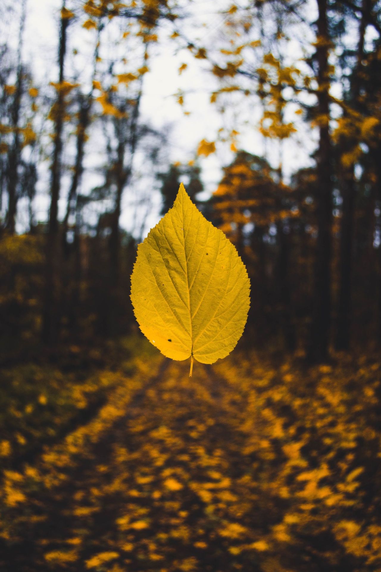 picture of a leaf in nature